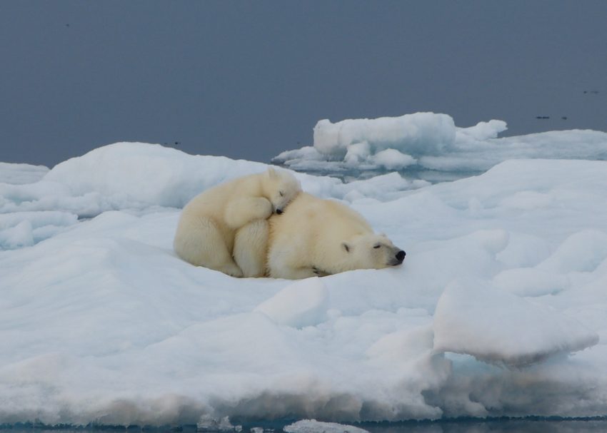 Arctic - Polar Bear