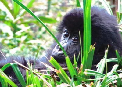 Rwanda gorilla