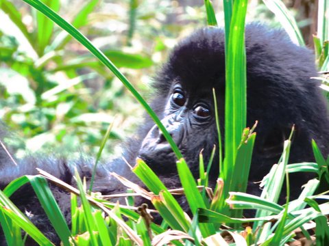 Rwanda gorilla