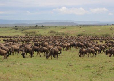 Wildebeest Africa