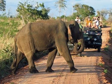 Elephant Sri Lanka